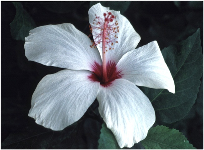 Hibiscus_2_03.jpg